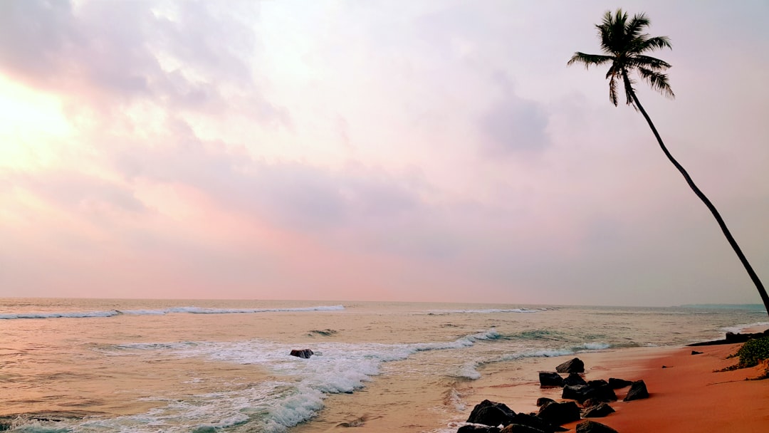 coconut tree on seashore