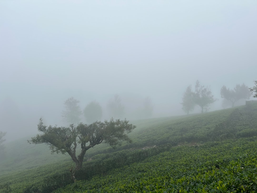 a foggy hillside with trees and bushes in the foreground