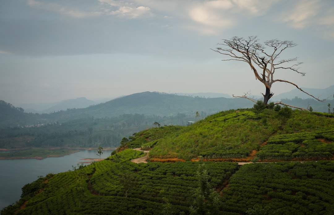 Lone tree on a hill overlooking tea plantations and lake